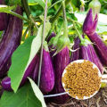 Eggplant Lenaeri, Wambatu, 1g, 350+ Seeds. 