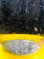 Daphnia Culture for Little Fish. 