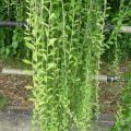 Curtain Creeper,Green Paradise,Easy Care Plant without pot. 