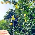 SuperRide Adjustable Fruit Picking Pole Adjustable Length Stainless Steel Fruit Picker with Basket Ideal for Avocado Fig Lemon Pear Multi Section Picking Pole Tool for Easy Harvesting Favorite Fruit Picker. 