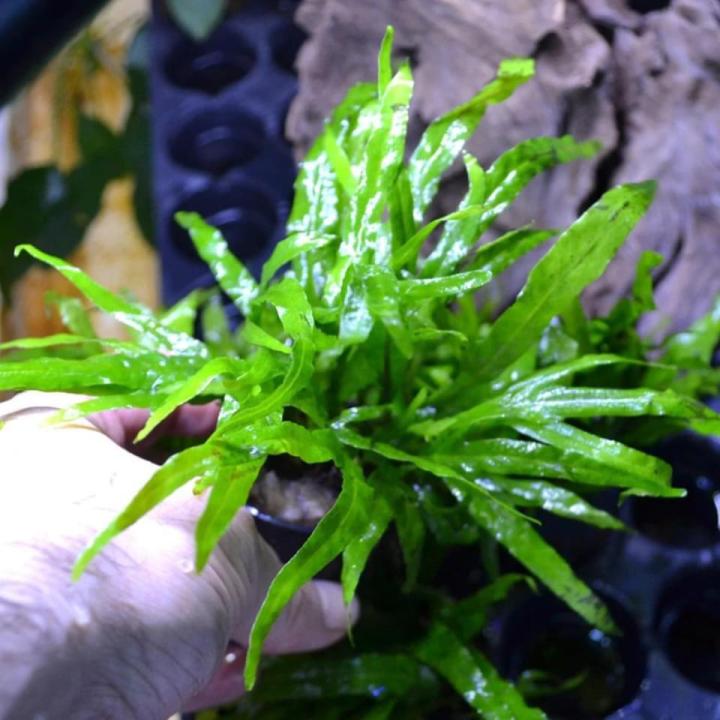 Trident fern/Live aquatic plants/Aqua scaping/decoration/Live plants ...