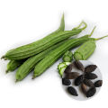F1 Hybrid Ridge Gourd Luffa Seeds 10 Watakolu Beeja දෙමුහුන් වැටකොලු බීජ. 