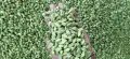 250g Natural Fresh Pure Green Cardamom Elam (එනසාල්, cardamon ஏலக்காய்) NGC High Grade. 