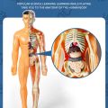 Simulation Human Skeleton Model Human Body Anatomy Model Educational Teaching Props For Students DIY Educational Toys 3D PuzzleUSB Fan. 