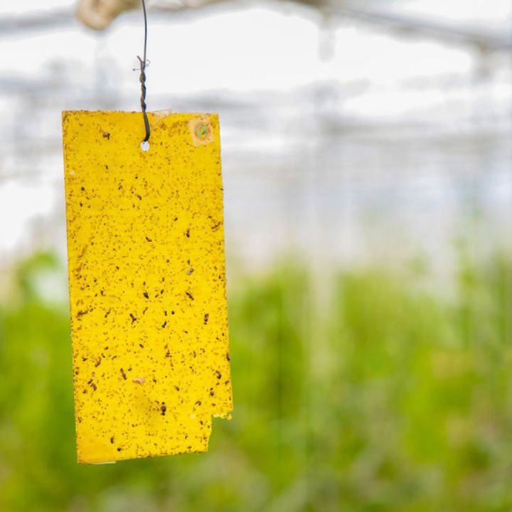 Sticky%20Paper%20For%20Insect%20Attraction%20Yellow%20Glue%20Trap%20Home%20Gardening%20Agriculture%20-%20Image%202