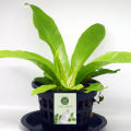 The Bird's Nest Fern/ Asplenium nidus plant with black pot. 