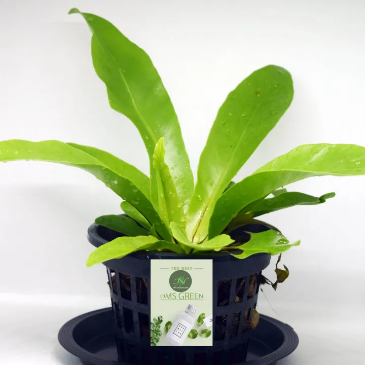 The%20Bird's%20Nest%20Fern/%20Asplenium%20nidus%20plant%20with%20black%20pot%20-%20Image%204