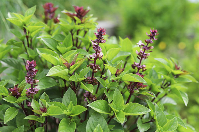 Basil%20Seeds%20-%20Kasa%20Kasa%20-%20Image%202