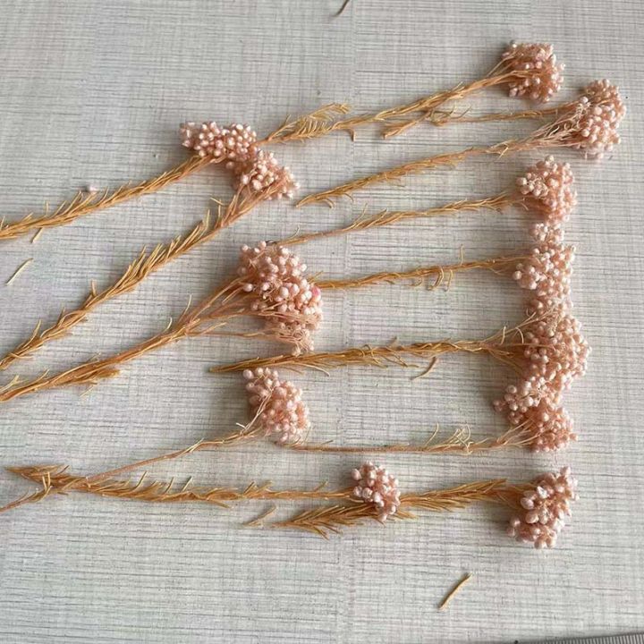 5~15CM/12PCS%20Natural%20Dried%20Preserved%20Millet%20Flower,Dry%20Tiny%20Ozothamnus%20Diosmifolius%20Flowers%20DIY%20For%20Candle%20Making%20Supplies,Resin%20-%20Image%205