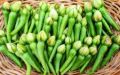 Alanga Seeds For Home GARDEN. 