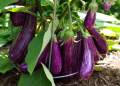 Brinjal Lena Iri Seeds Seeds/ Lena Iri Seeds/Batu/vegetable Seeds/Home Gardening. 