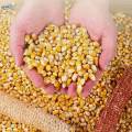 Corn Strip Thresher, Corn Thresher Strip Tool, Hand Drill for Popcorn Manual Multifunction Corn Peel. 