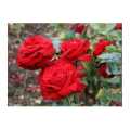 Natural Red Rose Plants,Live Rose Plants,Rose Plants,Flower Plants. 