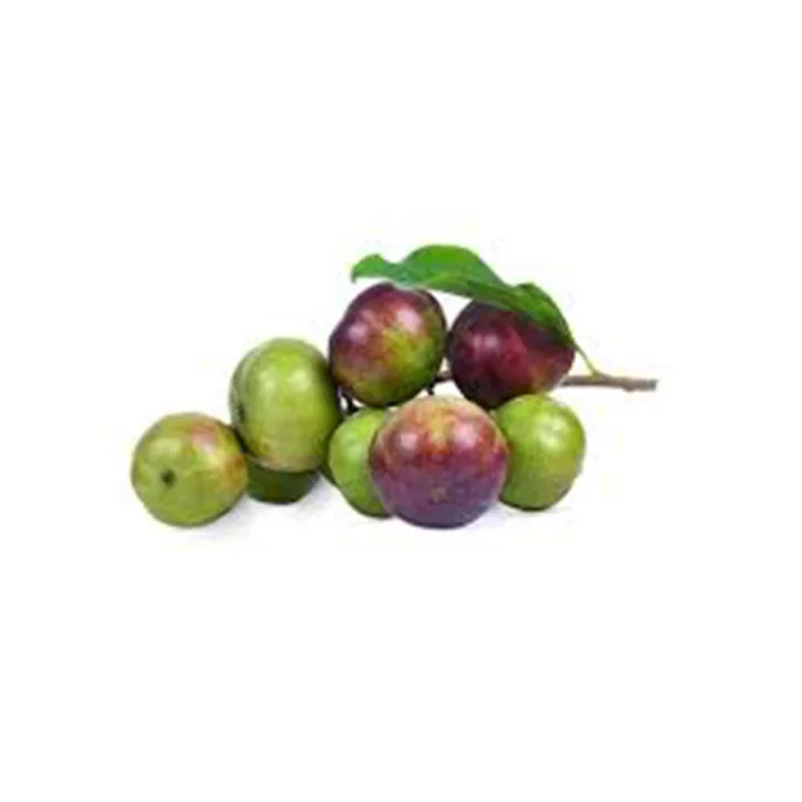 Lovi%20fruit%20plant%20-%20Image%203