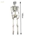 Skull Halloween Skeleton Full Body Realistic Decorations Faux Human Skeleton for Home. 