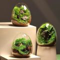 【HOT】 Creative Egg-Shaped Glass Bottles Succulent Glass Vase Hydroponic Fleshy Micro Landscape Glass Terrarium Moss Home Decoration. 