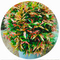 Natural kristina plant sapling cloud natural plant good quality. 