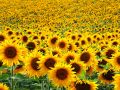 Sunflower Seeds සූරියකාන්ත බීජ 3g for Home Gardening. 