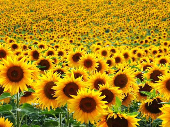 Sunflower%20Seeds%20%E0%B7%83%E0%B7%96%E0%B6%BB%E0%B7%92%E0%B6%BA%E0%B6%9A%E0%B7%8F%E0%B6%B1%E0%B7%8A%E0%B6%AD%20%E0%B6%B6%E0%B7%93%E0%B6%A2%203g%20for%20Home%20Gardening%20-%20Image%203