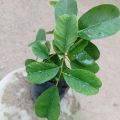 Gammalu plant, Pterocarpus marsupium, Malabar kino, Indian kino, Vijayasar, plant. 