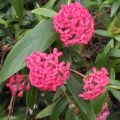 panama rose plant. 