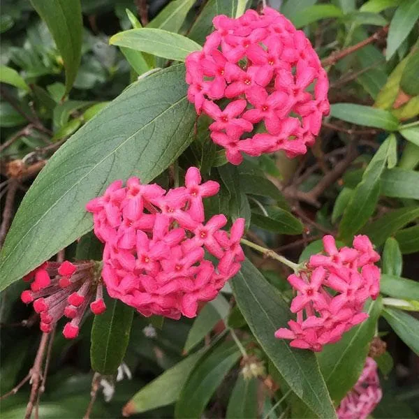 panama%20rose%20plant%20-%20Image%203