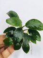 Anubias Nana/Medium size/Live aquatic plant/real plant/Aquascaping/Tank decoration. 