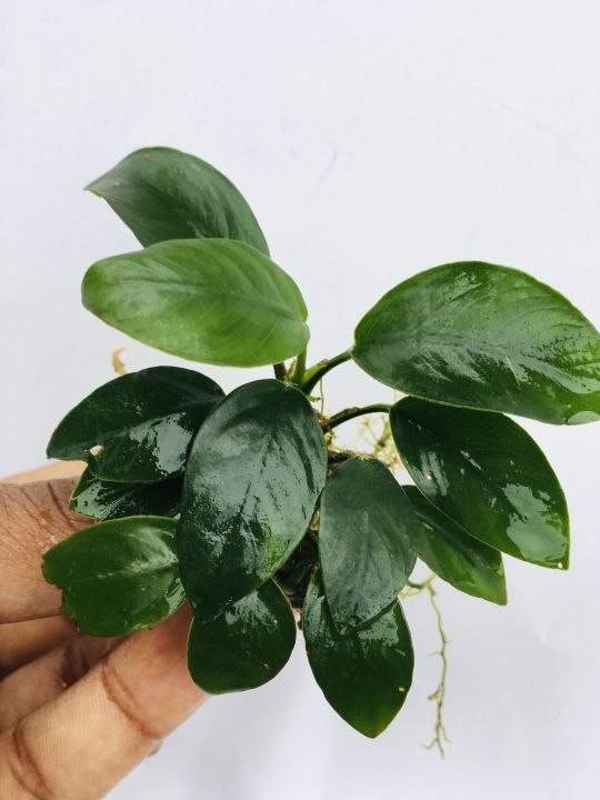 Anubias Nana/Medium size/Live aquatic plant/real plant/Aquascaping/Tank decoration
