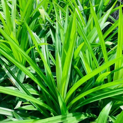 Rampe%20plant/pandan%20plant/flavouring%20plant/live%20plant/plant/kitchen%20-%20Image%202