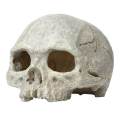 Verisimilar Artificial Human Skull Aquarium Ornament Play Room for Fish. 
