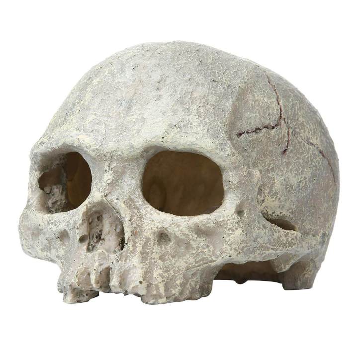 Verisimilar Artificial Human Skull Aquarium Ornament Play Room for Fish