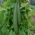 High Quality Naga F1 Hybrid Ridge Gourd Seeds වැටකොළු බීජ 10g / 100g. 