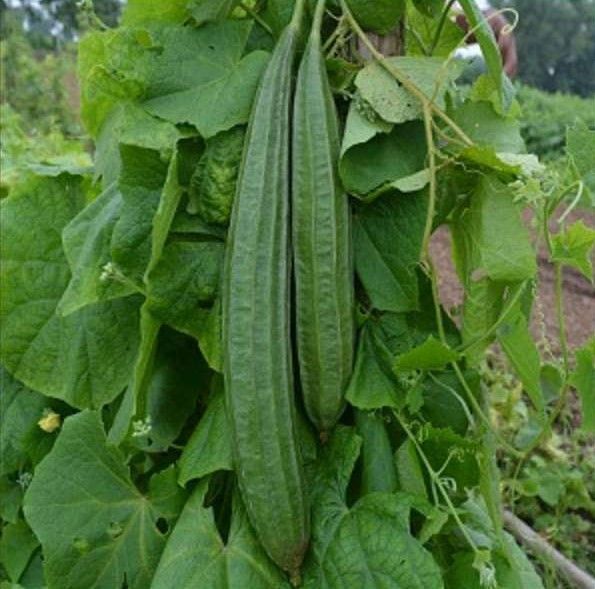High%20Quality%20Naga%20F1%20Hybrid%20Ridge%20Gourd%20Seeds%20%E0%B7%80%E0%B7%90%E0%B6%A7%E0%B6%9A%E0%B7%9C%E0%B7%85%E0%B7%94%20%E0%B6%B6%E0%B7%93%E0%B6%A2%2010g%20/%20100g%20-%20Image%204