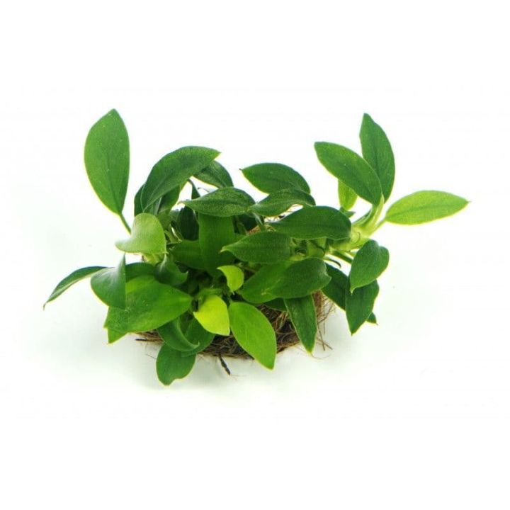 Anubias%20Nana%20-%20Medium%20Size%20Live%20Aquarium%20Plant%20for%20Decoration%20and%20Aquascaping%20-%20Image%202