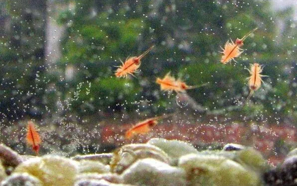 One%20Piece%2015%20mm%20L%20Sea%20Monkey%20Monkeys%20Eggs%20Fairy%20Brine%20Shrimp%20Grow%20Artemia%20Salina%20Crayfish%20Prawns%20NOT%20Triops%20Egg%20Toy%20Hatch%20Toys%20-%20Image%203