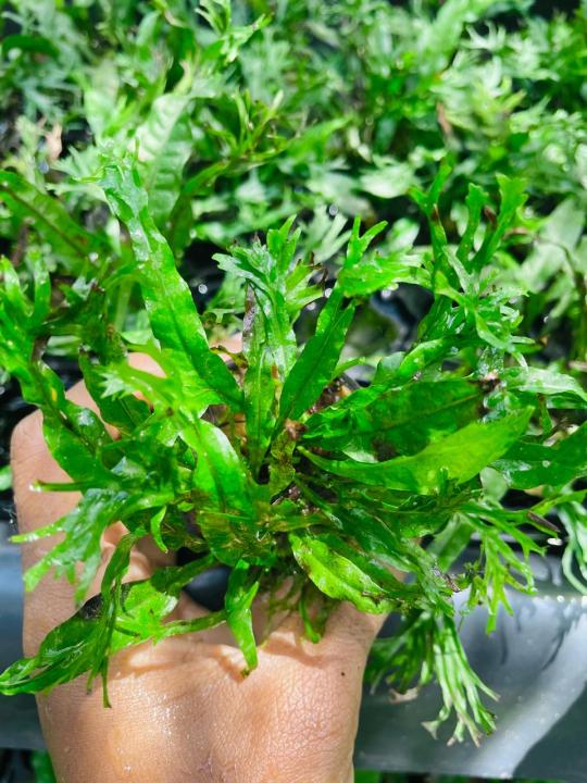 Windelov fern small size|low tech | low maintain | low light