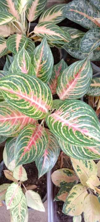 Aglaonema%20Pink%20Panama%20-%20Image%203