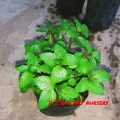 Mint Plant /මින්චි/මින්ට්/ Minchi Plant /Mint /Minchi /Herble/Herb/Plant/Home decor. 