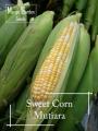 Pearl sweet corn seeds - 20 seed * friendly pot * potted plant, (Pearl corn) vegetable seeds suitable for pots. 