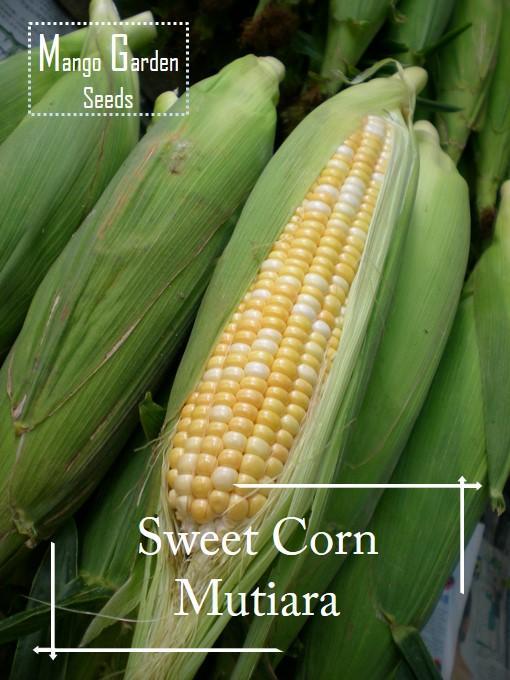 Pearl sweet corn seeds - 20 seed * friendly pot * potted plant, (Pearl corn) vegetable seeds suitable for pots