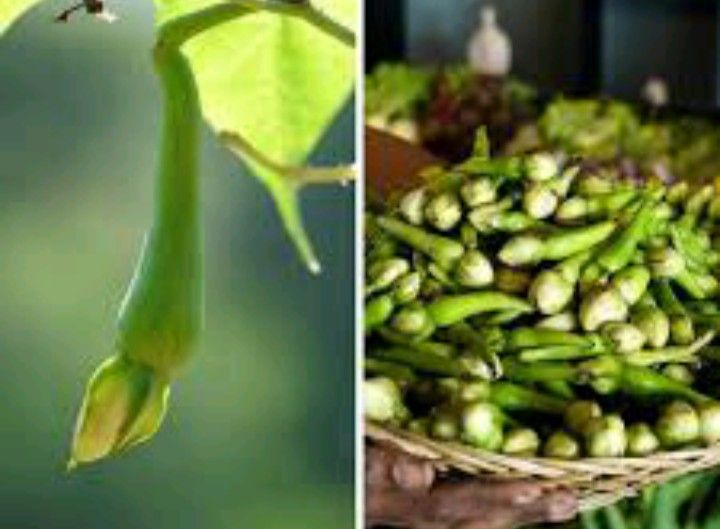 Alanga%20Seeds%20For%20Home%20GARDEN%20-%20Image%203
