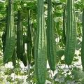 Wetakolu Local Seeds Gardening 5g. 