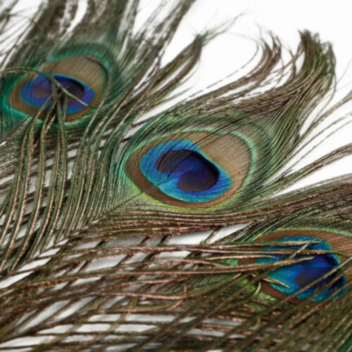 10/20/50Pcs%20Real%20Natural%20Peacock%20Tail%20Eyes%20Feathers%20For%20DIY%20Clothes%20Decoration%20Wedding%20Party%2025-30cm%20Beautiful%20Peacock%20Tail%20Feathers%20-%20Image%208