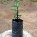 Kaluwara plant. (Ceylon ebony )-rare plants. 