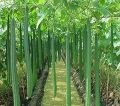 Wetakolu Local Seeds Gardening 5g. 