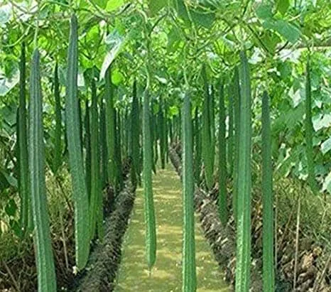 Wetakolu%20Local%20Seeds%20Gardening%205g%20-%20Image%203