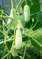 Cucumber / Pipincha Seeds For Home Garden. 