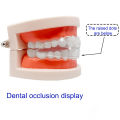Dental Tooth Care Orthodontic Trainer Teeth Alignment Straight Adult Mouthpieces Brace Tray Mouthguard. 