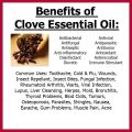 Clove Oil essential oil 10ml Clove Essential Oil has a myriad of rejuvenating and stimulating properties. 