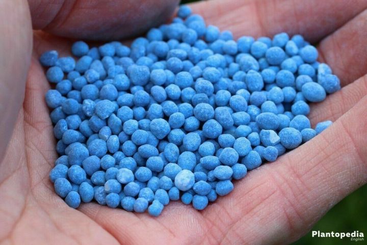 NPK 12-12-17+2MgO+TE Blue Granular Fertilizer Nil Keta
